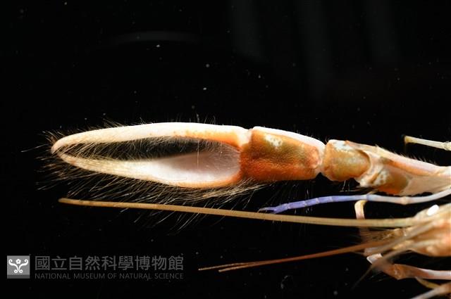 劍脊槍蝦藏品圖，第16張