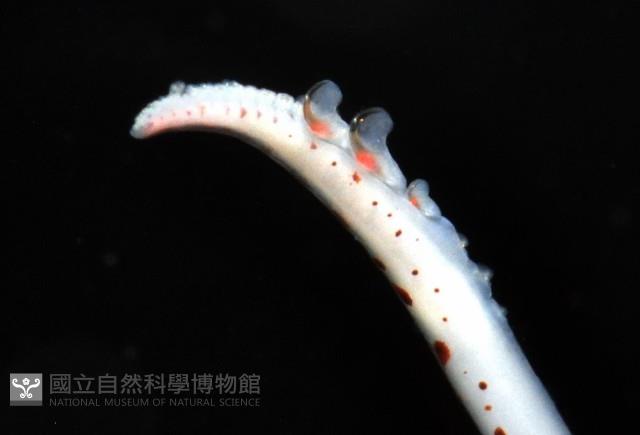 線紋擬鉤腕魷藏品圖，第16張