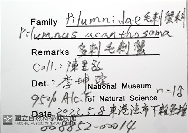 多刺毛刺蟹藏品圖，第16張