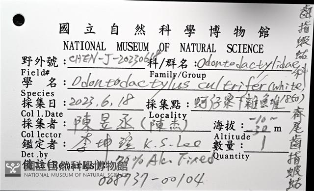 脊尾齒指蝦蛄藏品圖，第16張