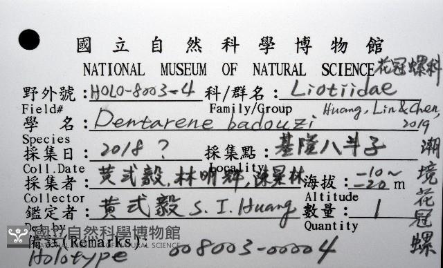 潮境花冠螺藏品圖，第16張