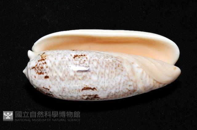 錦綢榧螺藏品圖，第16張