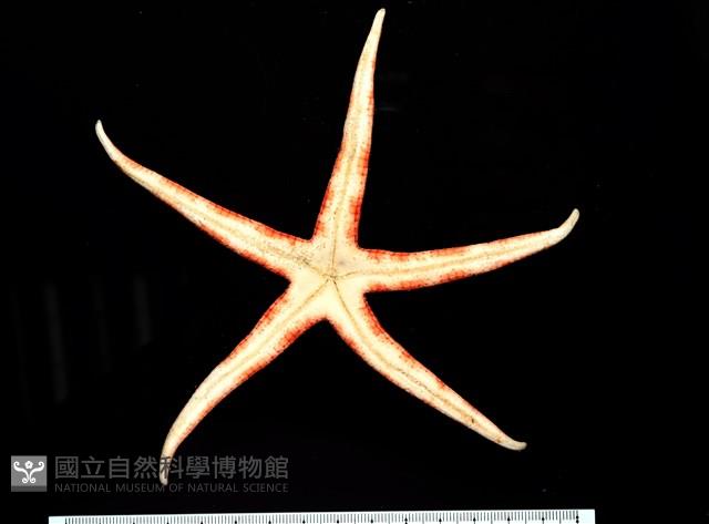 鑽石異瘤蛇海星(暫譯)藏品圖，第16張