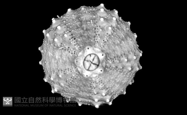 浪腔海膽(波紋腔海膽)藏品圖，第16張