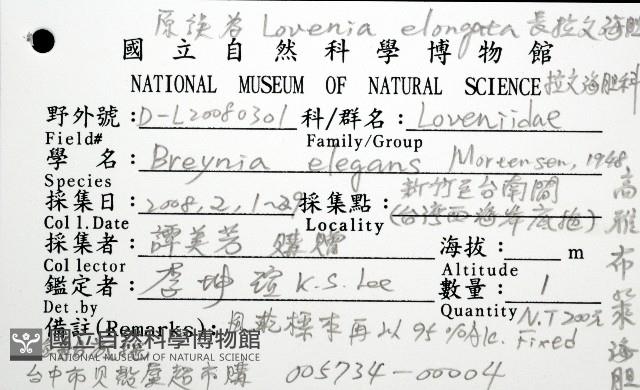 秀麗布萊海膽藏品圖，第16張