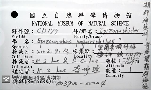 寄居蟹鞘群海葵藏品圖，第16張