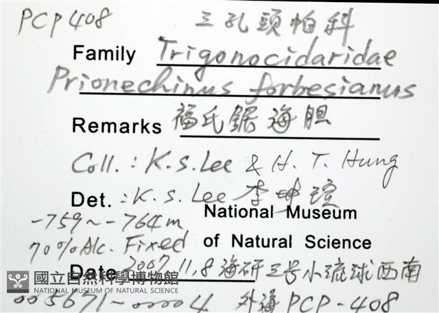 福氏鋸海膽藏品圖，第16張