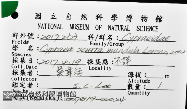 黑網目寶螺藏品圖，第16張
