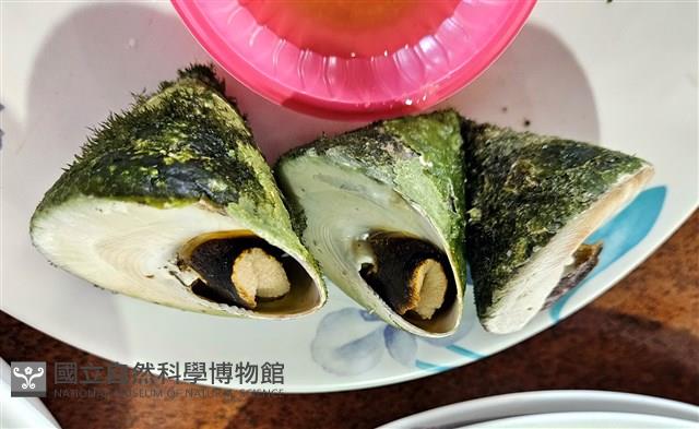 銀塔鐘螺藏品圖，第16張