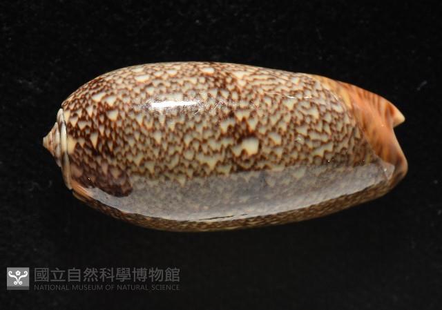 金唇榧螺藏品圖，第16張