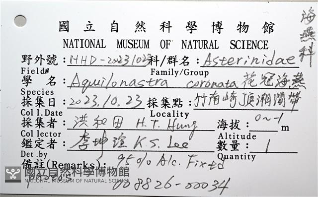 花冠海燕藏品圖，第16張