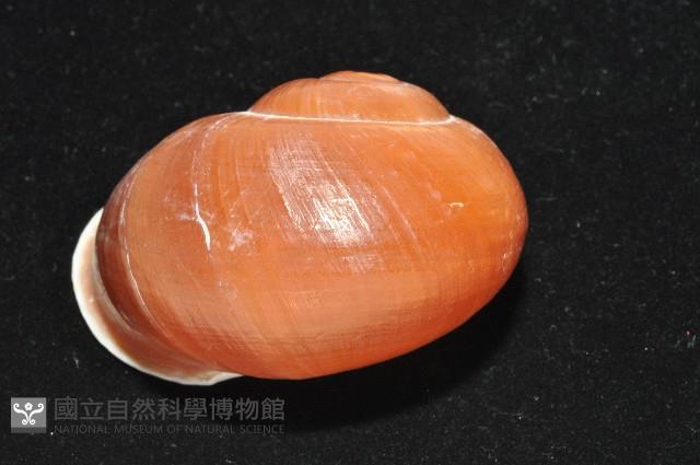 未知種光澤蝸牛藏品圖，第16張