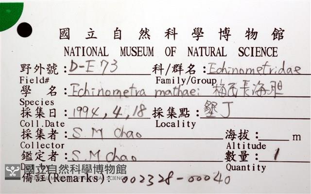 梅氏長海膽藏品圖，第16張