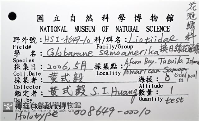 換日線花冠螺藏品圖，第16張