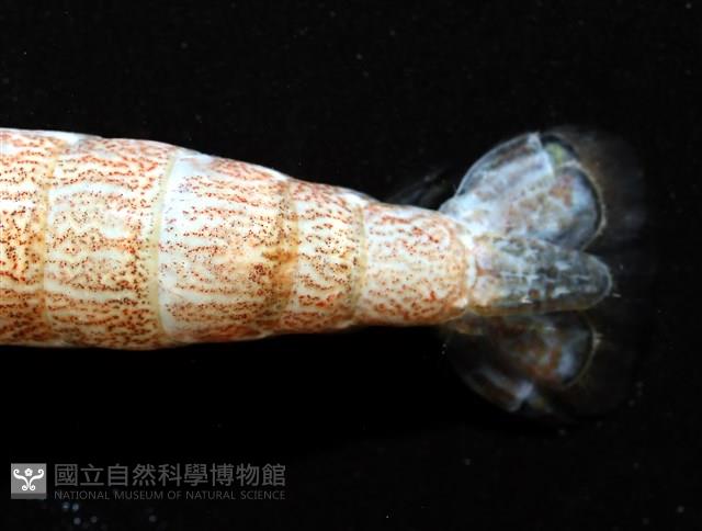 劍脊槍蝦藏品圖，第16張