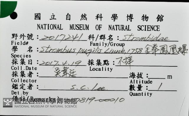 金拳鳳凰螺藏品圖，第16張