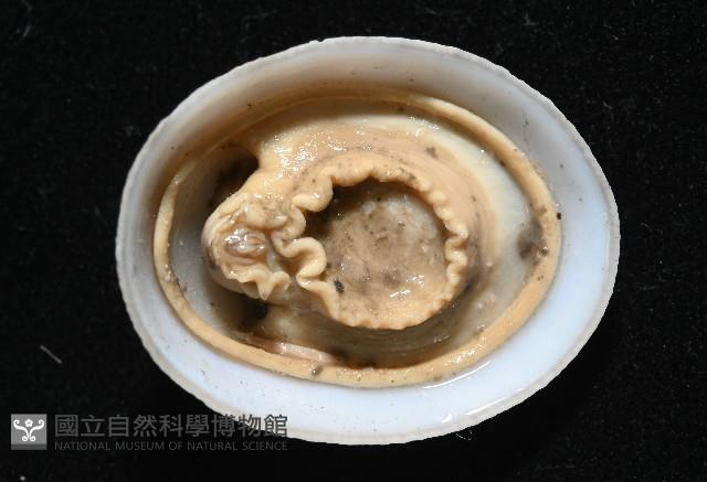 尖頂梳齒笠螺藏品圖，第16張