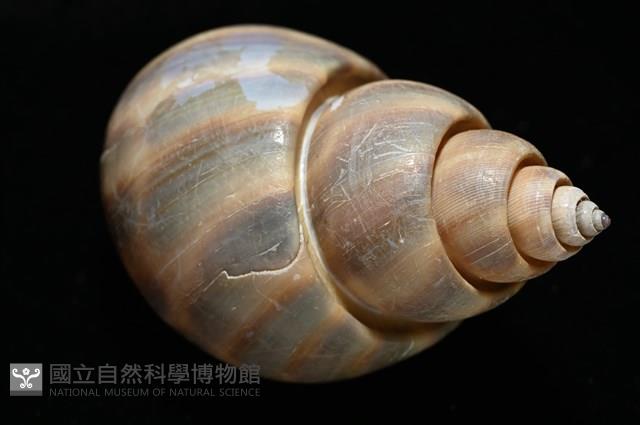 皮氏鳳螺藏品圖，第16張