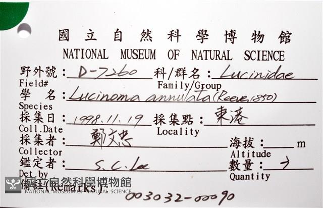 環紋扁滿月蛤藏品圖，第16張