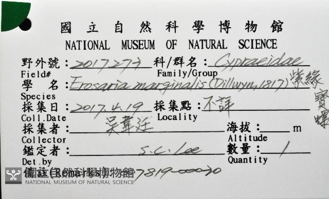 紫緣寶螺藏品圖，第16張