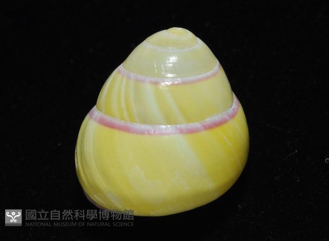 環紋光澤蝸牛藏品圖，第16張
