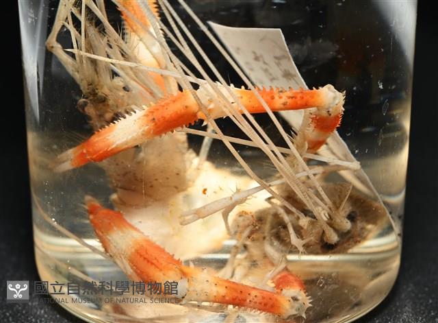 猥蝦(櫻花蝦)藏品圖，第16張