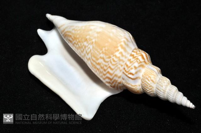 金斧鳳凰螺藏品圖，第16張