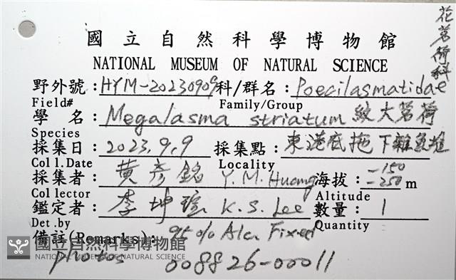 紋大茗荷藏品圖，第16張