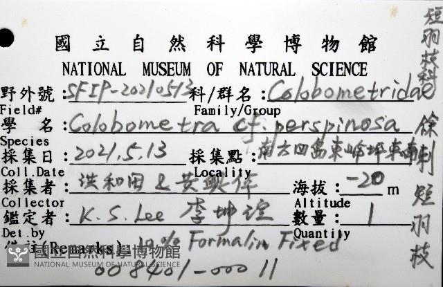 餘刺短羽枝藏品圖，第16張