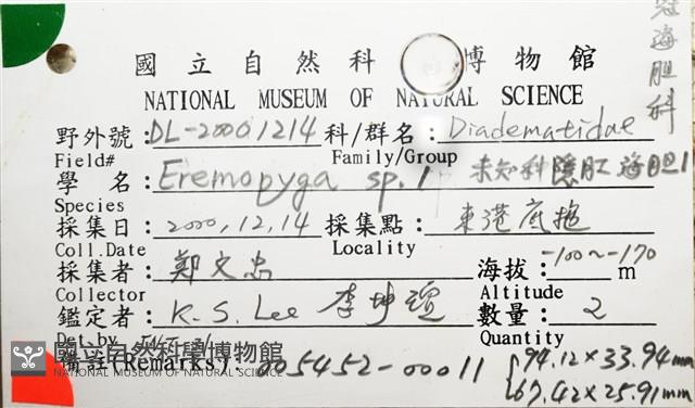 裸隱肛海膽藏品圖，第16張