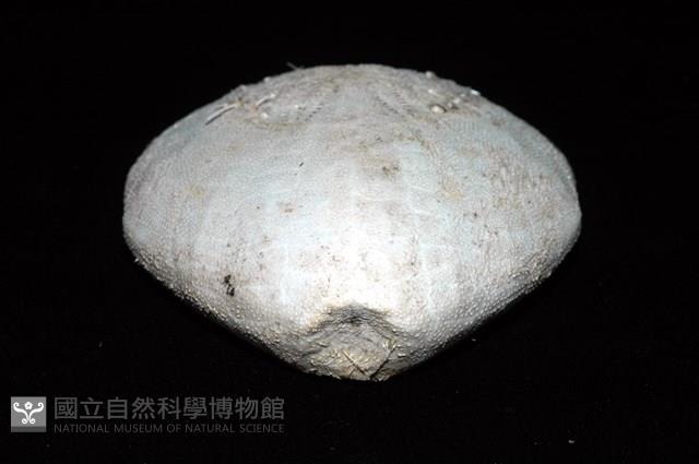 小花瓣裸心海膽藏品圖，第16張