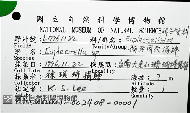 未知種偕老同穴海綿藏品圖，第16張