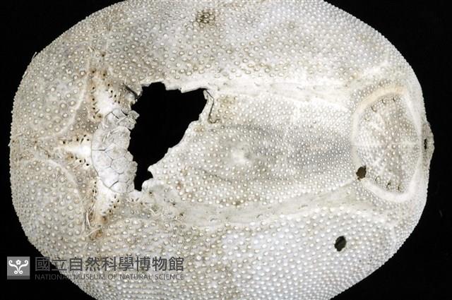 心形海壺藏品圖，第16張