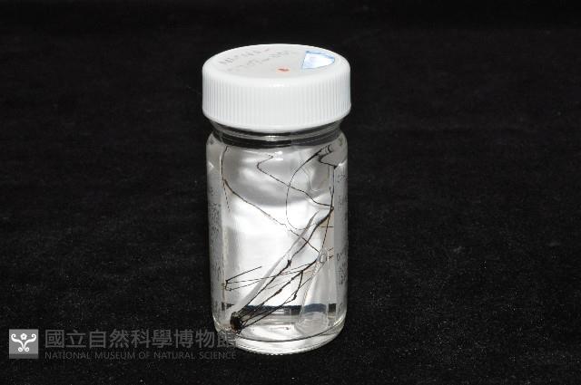 背斑偽盾刺盲蛛藏品圖，第16張