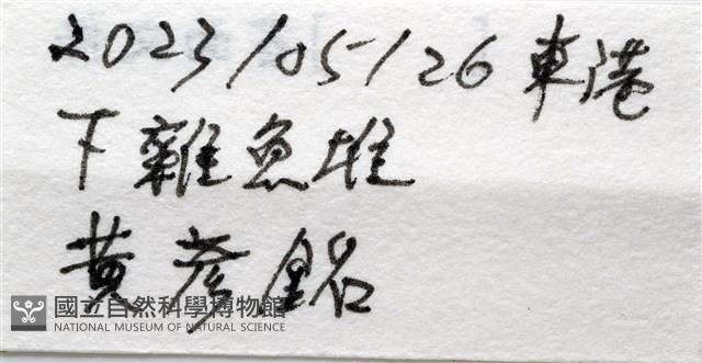 大門螯(大輕石)寄居蟹藏品圖，第16張