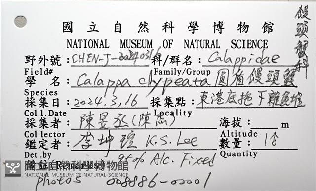 圓盾饅頭蟹藏品圖，第16張