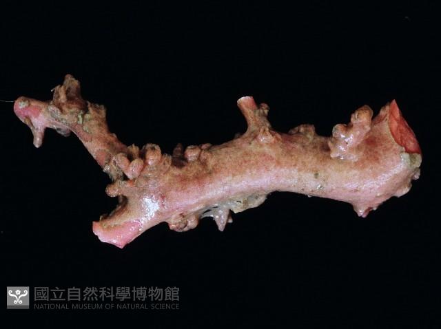 新種臺灣紅珊瑚藏品圖，第16張