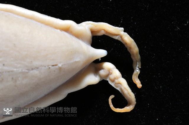 燕尾烏賊藏品圖，第16張