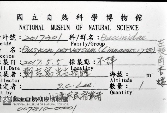 左旋角香螺藏品圖，第16張