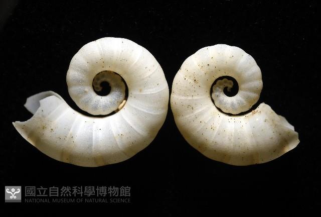 卷殼烏賊(旋殼烏賊)藏品圖，第16張