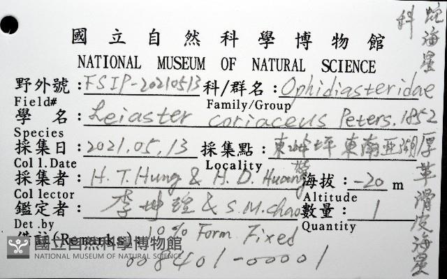 厚革滑皮海星藏品圖，第16張