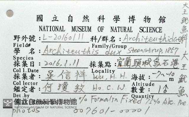 大王魷魚藏品圖，第16張