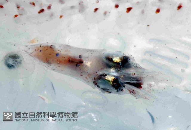 未知種爪魷藏品圖，第16張