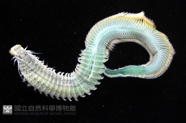 雙齒圍沙蠶藏品圖，第16張