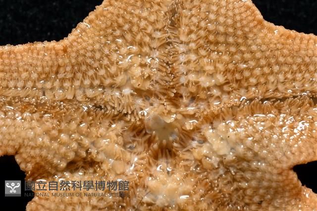 林氏海燕藏品圖，第16張