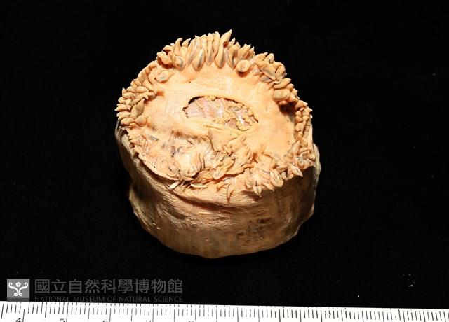 造殼海葵之一種藏品圖，第16張