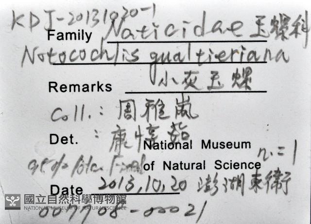 小灰玉螺藏品圖，第16張