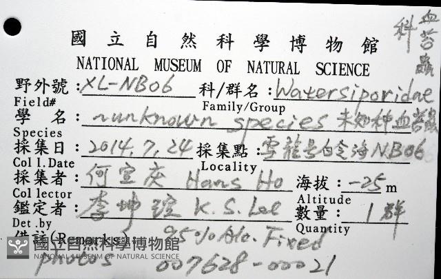 未知種血苔蟲藏品圖，第16張