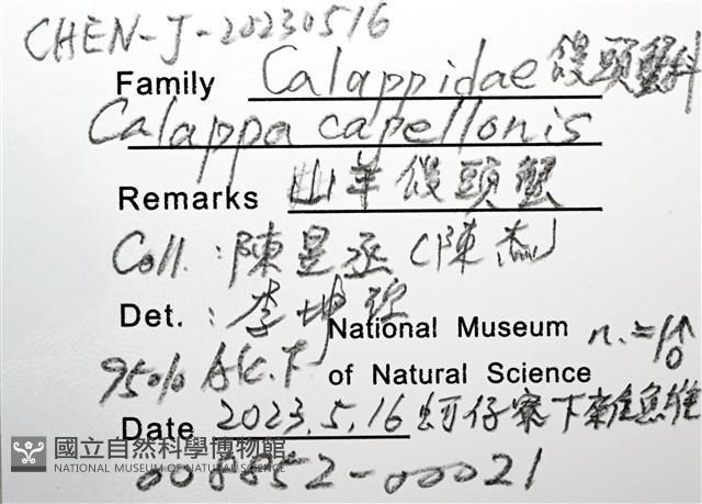 山羊饅頭蟹藏品圖，第16張
