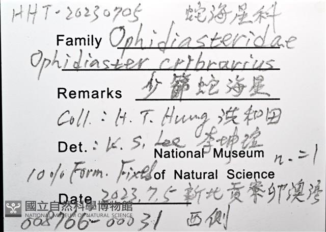少篩蛇海星藏品圖，第16張